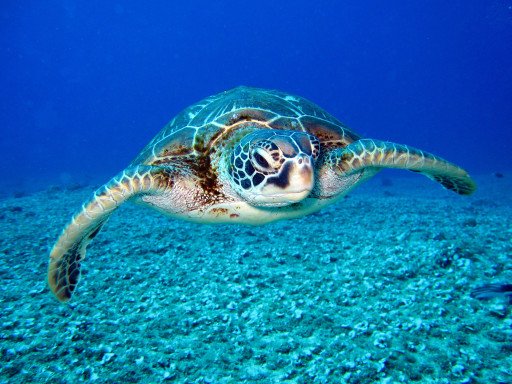 Comprehensive Guide to Choosing the Best Sea Turtle Tracking Bracelet